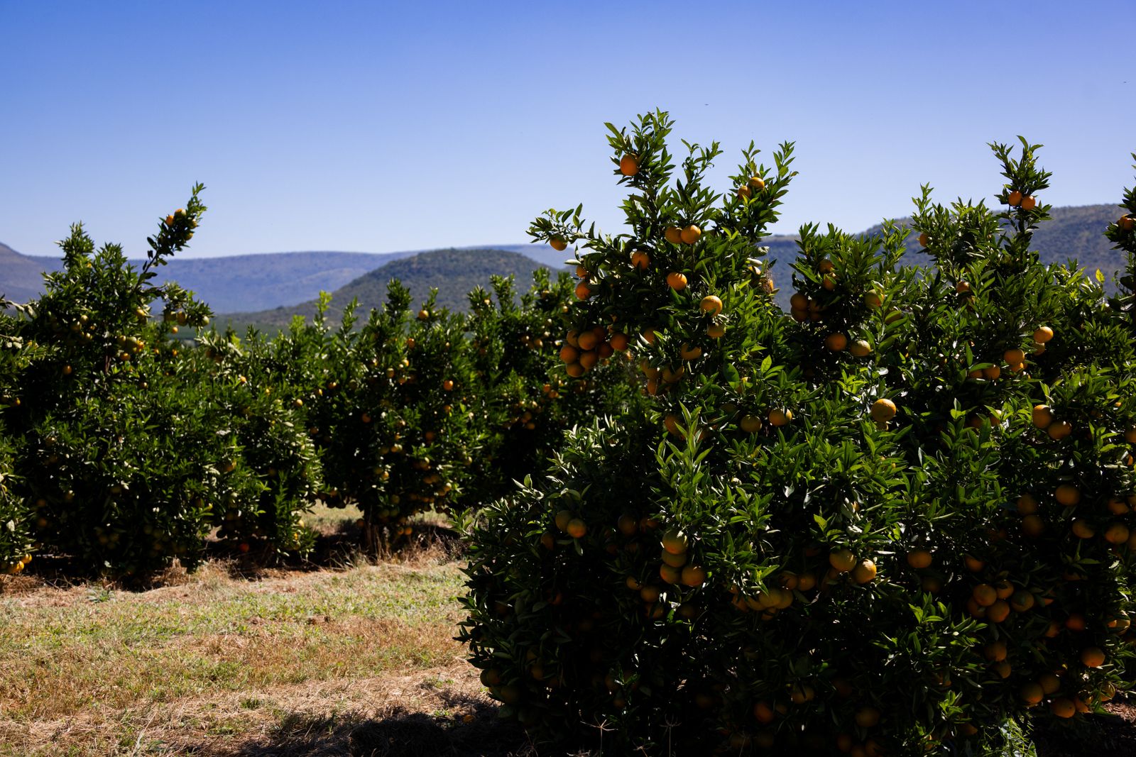 Orchard rows in the Kinnow grove