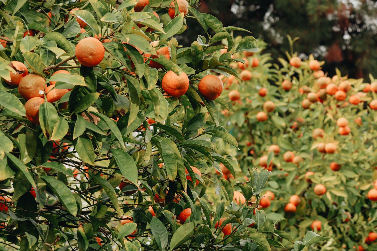 Kinnow trees heavy with ripe fruit
