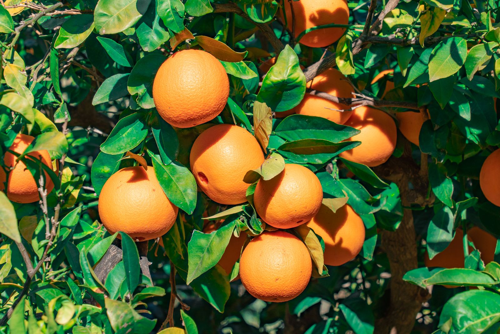 Oranges among the grove canopy