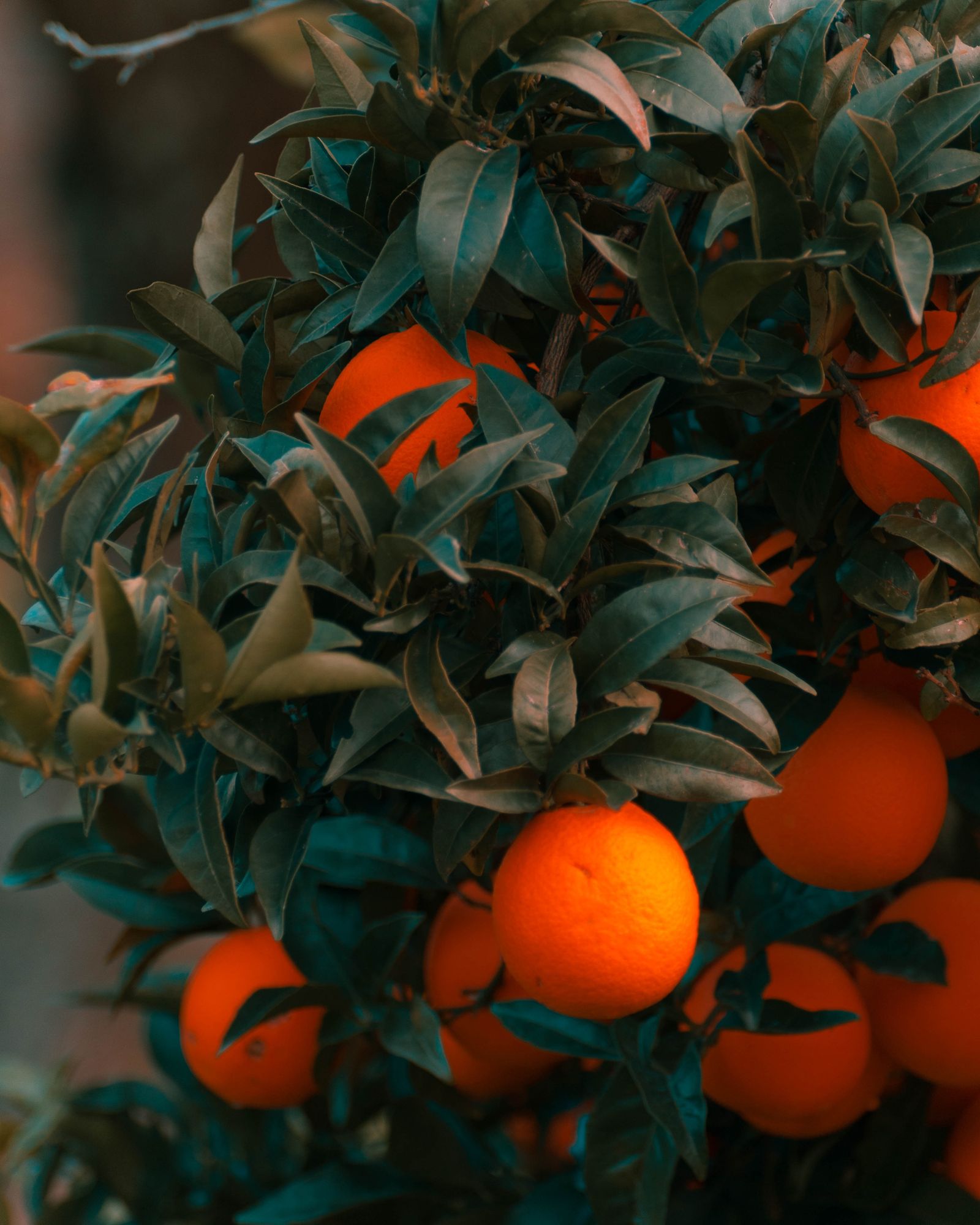 Ripe Kinnow on the tree