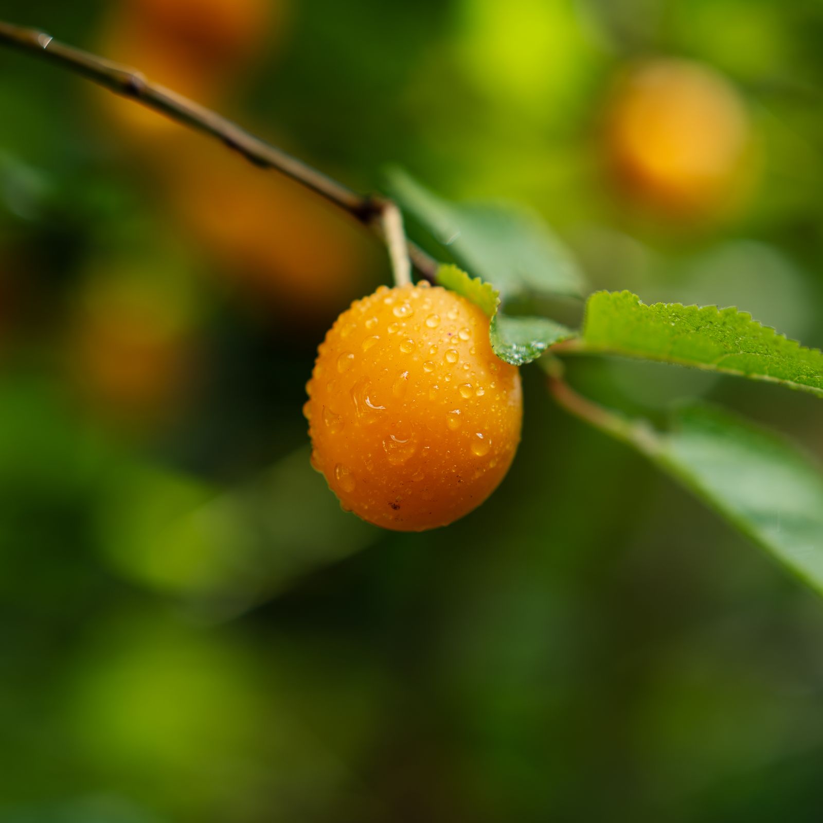 Dew on ripe citrus