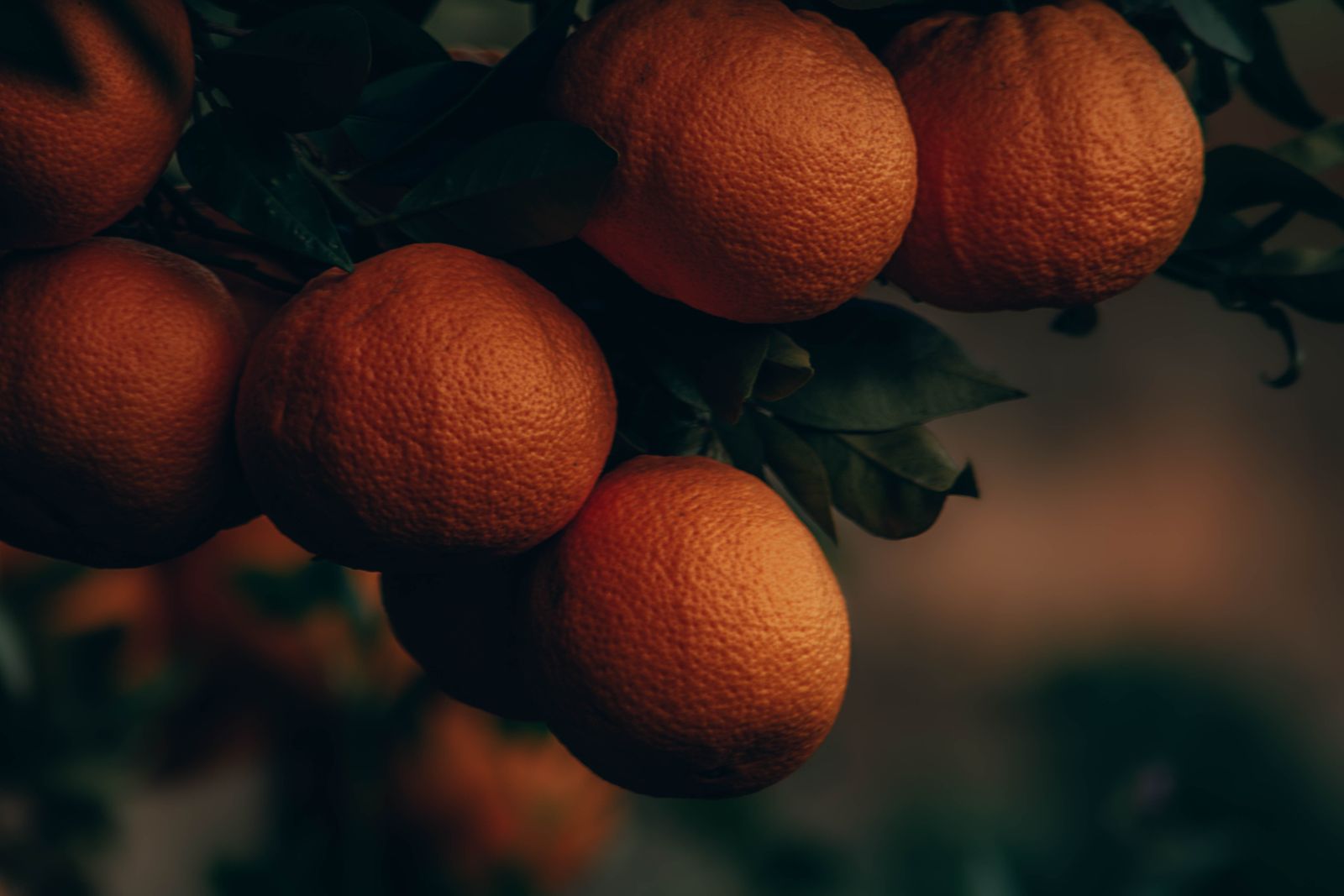 Citrus fruit on the tree