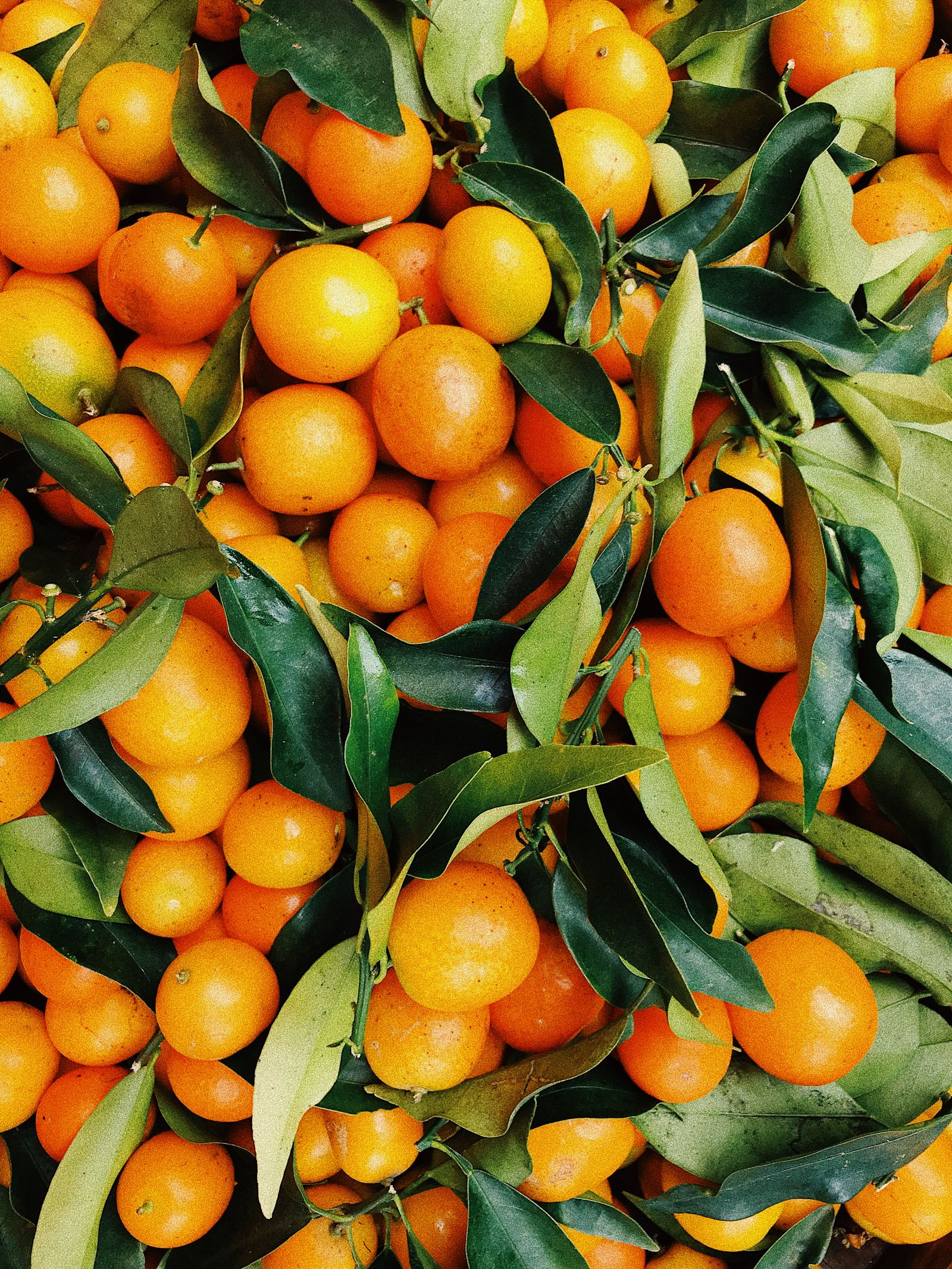 Freshly harvested citrus pile