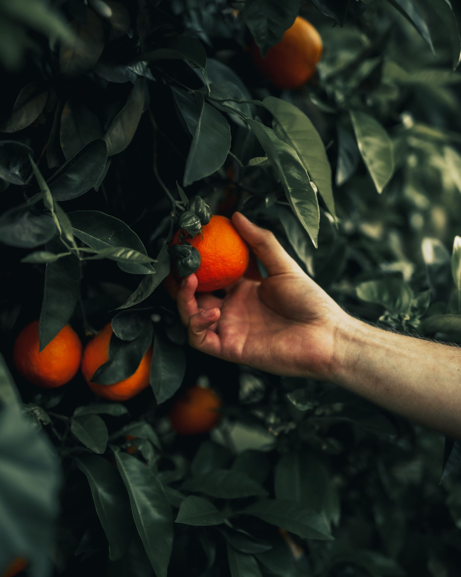 Harvest work in the grove