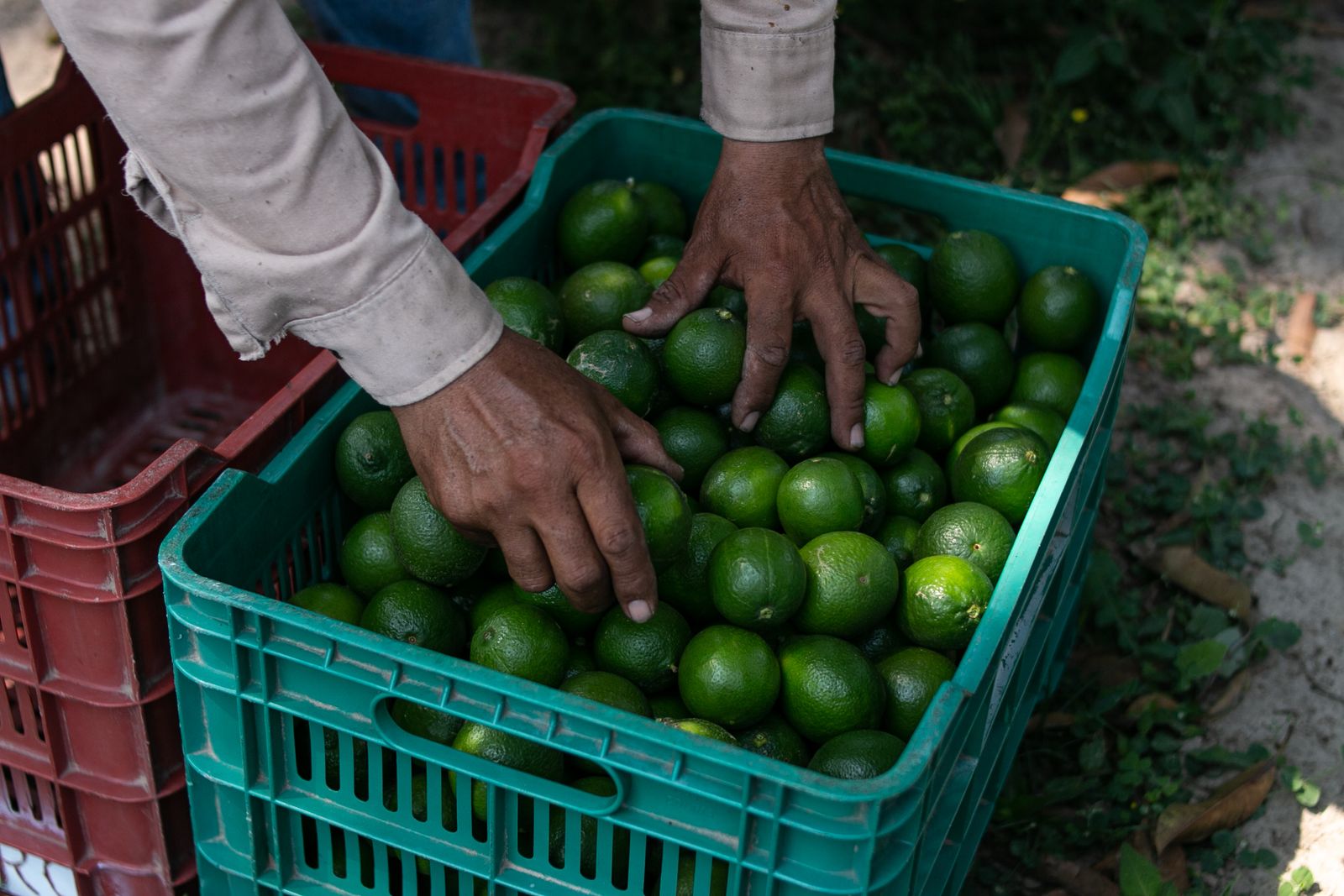 Hand-grading Kinnow mandarins