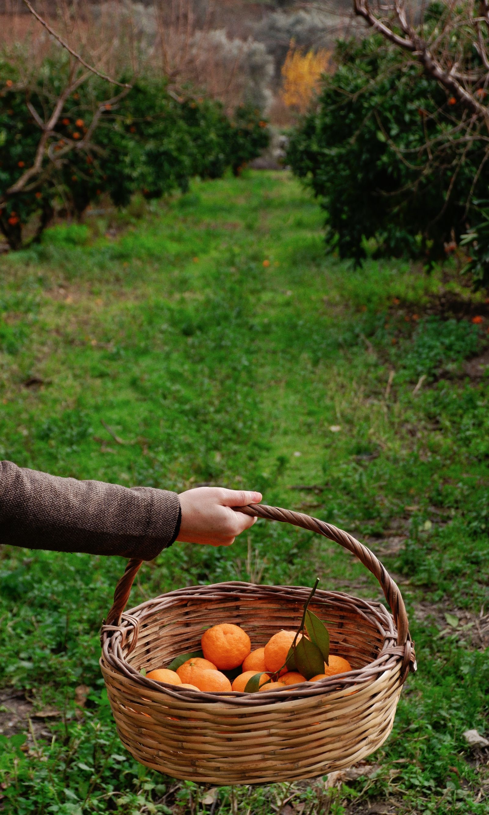 Harvest basket in the orchard