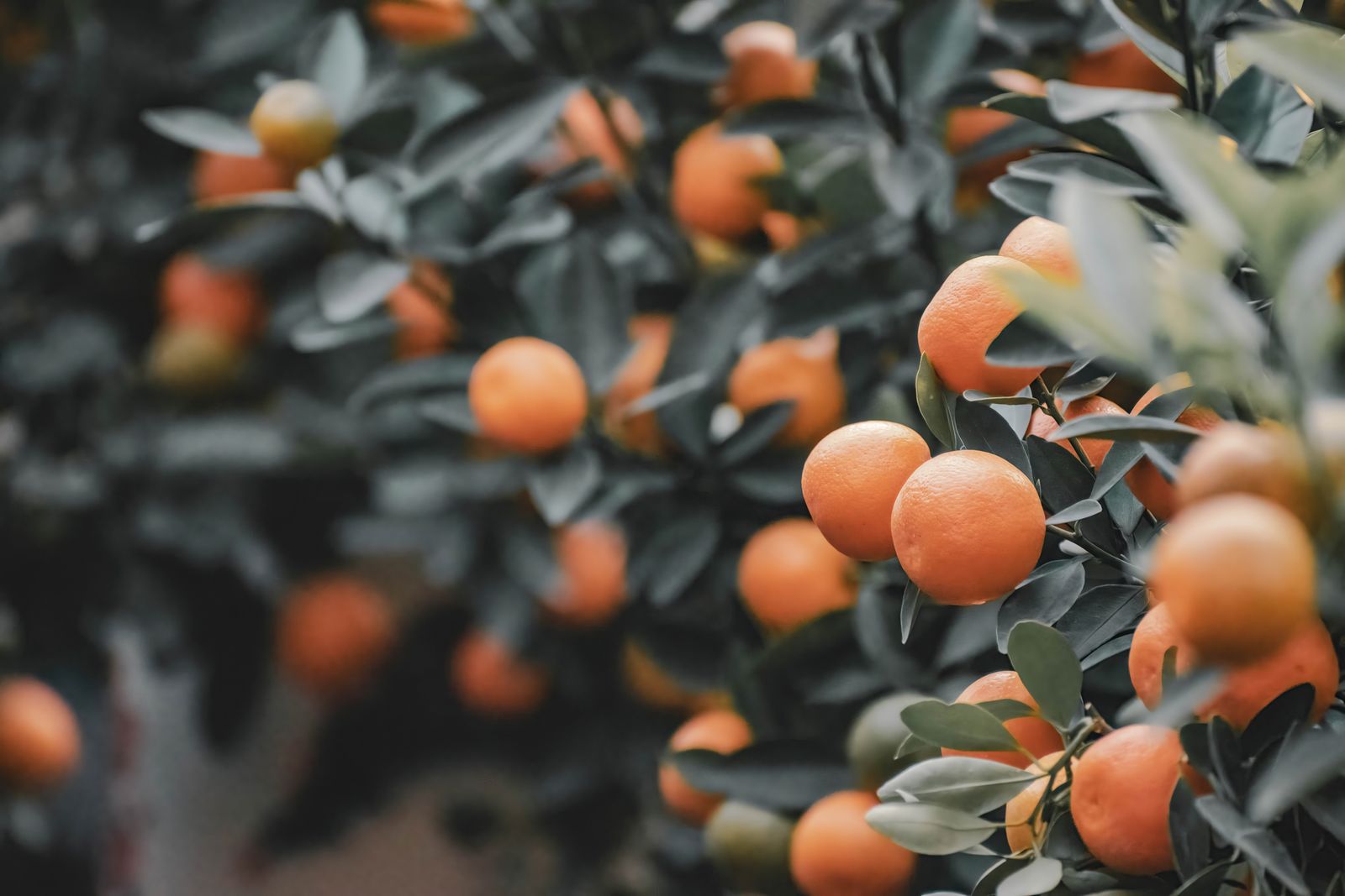 Kinnow hanging ripe on the tree