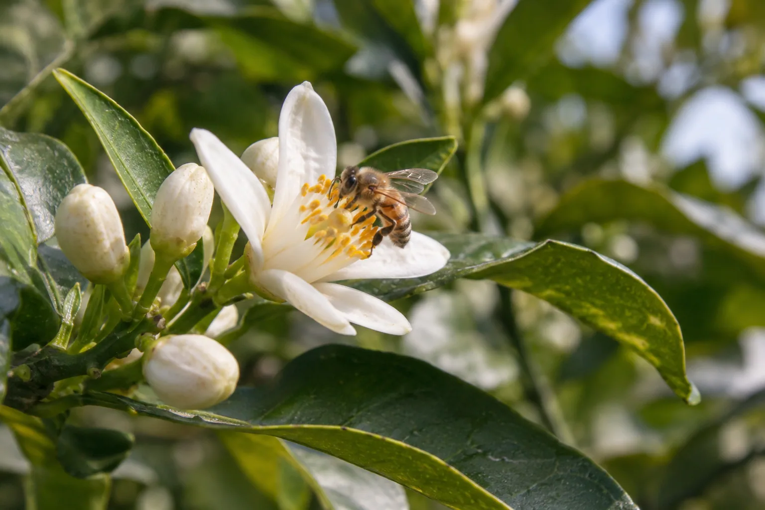 A honeybee visiting a white citrus blossom