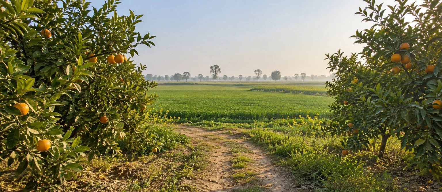 A narrow earth path beside a Kinnow grove opening onto the Punjab horizon