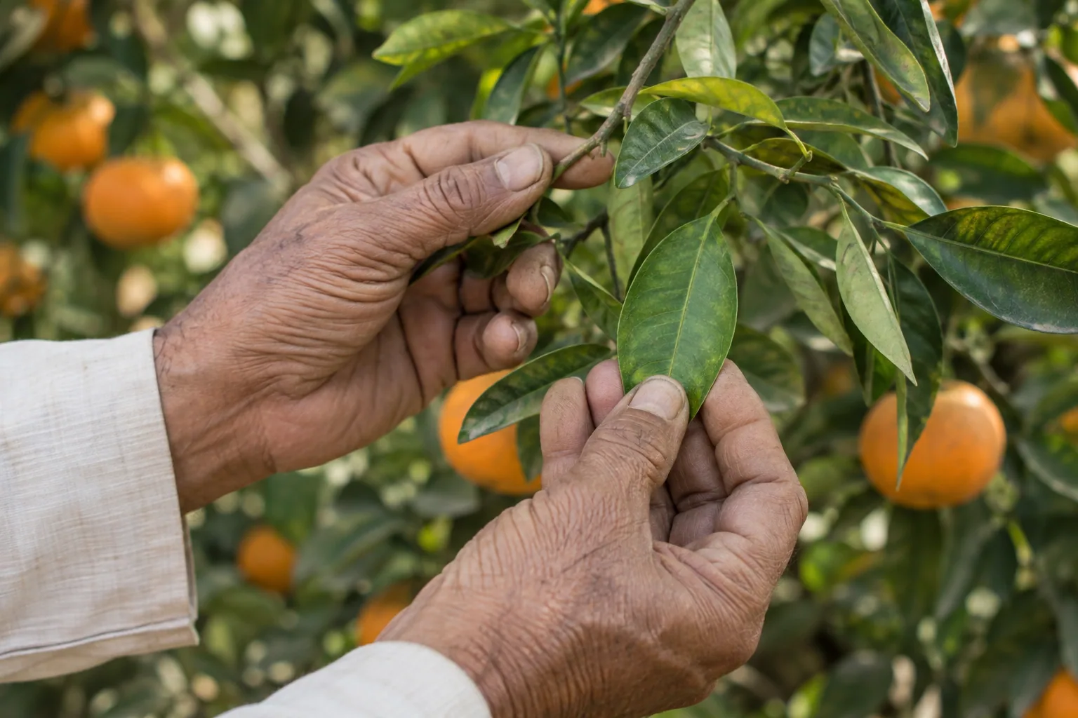 Weathered hands gently examining a citrus leaf on a branch